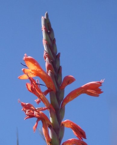 Watsonia pillansii flowers